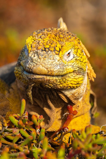 Ecuador-Galapagos National Park-South Plaza Island. Land iguana close-up. Poster Print - Gallery Jaynes