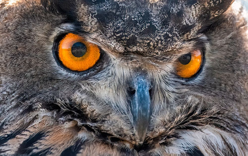 Close-up of Eurasian Owl-California-USA Poster Print - Betty Sederquist