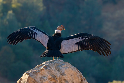 Captive Andean condor stretches its wings in Lotus-California-USA. Poster Print - Betty Sederquist