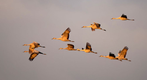 Sandhill cranes come in for the night in the Sacramento Valley. Poster Print - Betty Sederquist