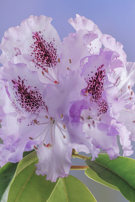 USA-Washington-Seabeck. Rhododendron blossoms close-up. Poster Print - Gallery Jaynes