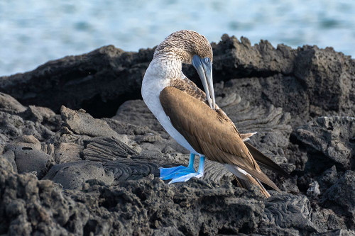 Ecuador-Galapagos National Park-Santiago Island. Blue-footed booby preening on volcanic rock. Poster Print - Gallery Jaynes