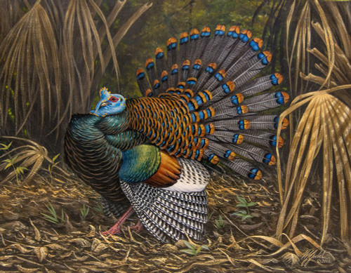Ocellated Turkey Poster Print - Wilhelm Goebel