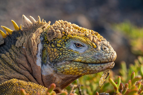 Ecuador-Galapagos National Park-South Plaza Island. Land iguana head close-up. Poster Print - Gallery Jaynes