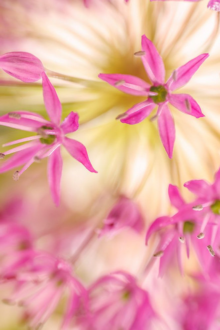 USA-Washington-Seabeck. Close-up of allium blossoms. Poster Print - Gallery Jaynes