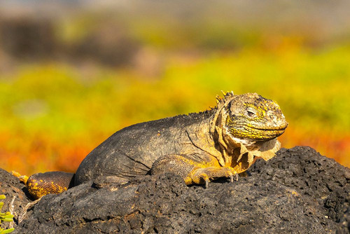 Ecuador-Galapagos National Park-South Plaza Island. Shedding land iguana close-up. Poster Print - Gallery Jaynes