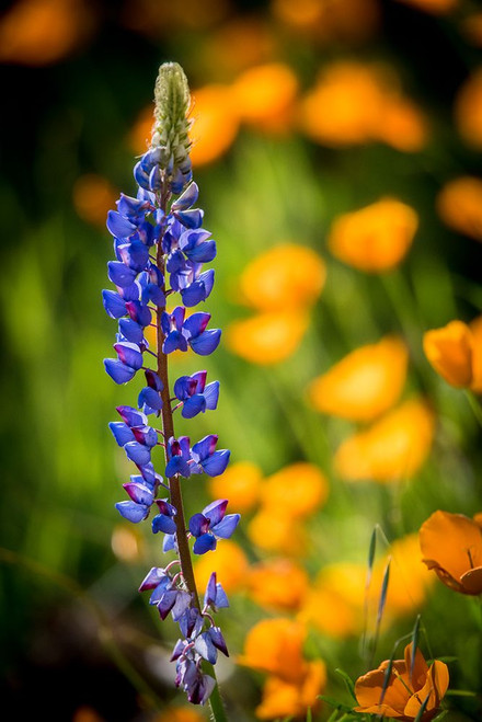 Lupines and poppies are two common wildflower that grow together. Poster Print - Betty Sederquist