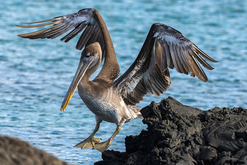 Ecuador-Galapagos National Park-Santiago Island. Brown pelican jumping from rock to rock. Poster Print - Gallery Jaynes