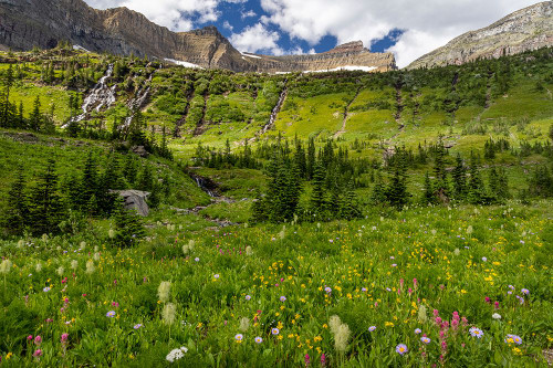 Alpine wildflowers in Hole in the Wall Basin in Glacier National Park-Montana-USA Poster Print - Chuck Haney