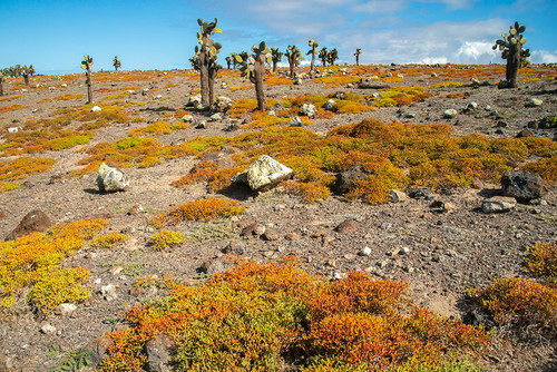 Ecuador-Galapagos National Park-South Plaza Island. Landscape with cactus and portulaca plants. Poster Print - Gallery Jaynes