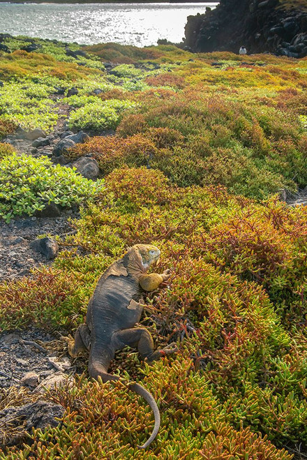Ecuador-Galapagos National Park-South Plaza Island. Land iguana in portulaca plants. Poster Print - Gallery Jaynes