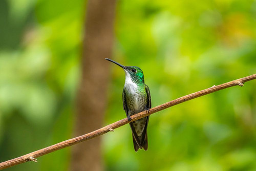 Trinidad. White-chested emerald hummingbird on limb. Poster Print - Gallery Jaynes