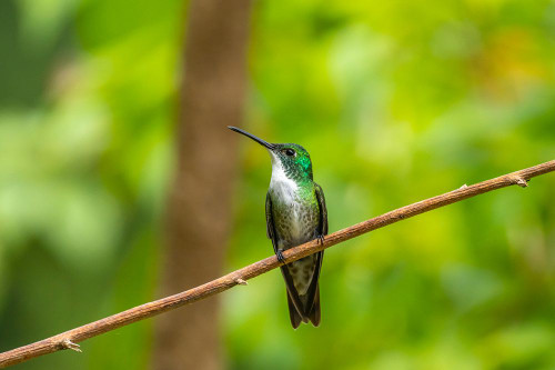 Trinidad. White-chested emerald hummingbird on limb. Poster Print - Gallery Jaynes Trinidad. White-chested emerald hummingbird on limb. Poster Print - Gallery Jaynes