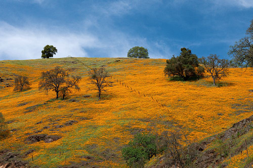 California poppies blooming in a field in Amador County. Poster Print - Betty Sederquist