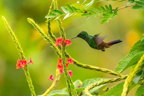 Trinidad. Copper-rumped hummingbird feeding on flowers. Poster Print - Gallery Jaynes