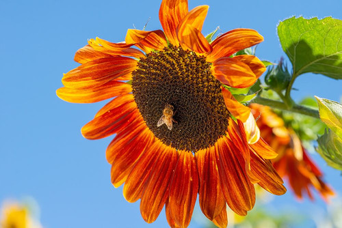 Honeybee lands on a huge sunflower. Poster Print - Betty Sederquist