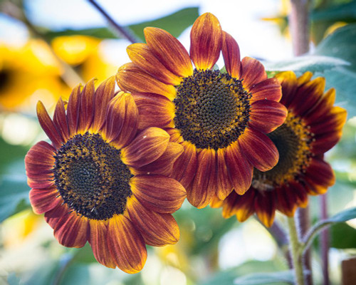 Trio of orange sunflowers gladdens a garden. Poster Print - Betty Sederquist