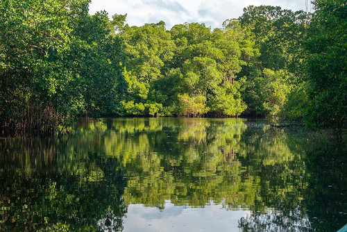 Trinidad-Caroni Swamp. Landscape with swamp and mangrove trees. Poster Print - Gallery Jaynes