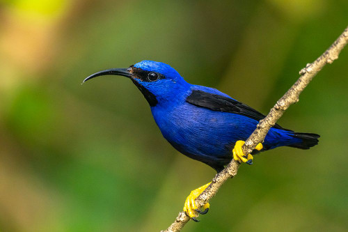 Trinidad. Purple honeycreeper male in Yerette refuge. Poster Print - Gallery Jaynes Trinidad. Purple honeycreeper male in Yerette refuge. Poster Print - Gallery Jaynes