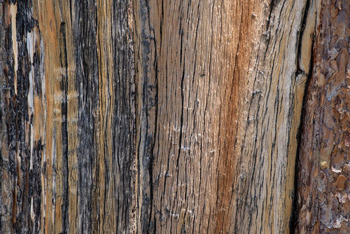 Bark detail-Yellowstone National Park-Wyoming-USA. Poster Print - Roddy Scheer