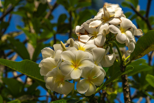 French Polynesia- Tahaa. Close-up of white plumeria blossoms. Poster Print - Gallery Jaynes