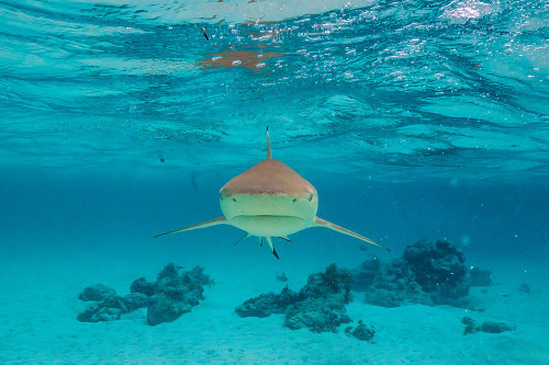 French Polynesia- Moorea. Front view of black-tipped reef shark. Poster Print - Gallery Jaynes