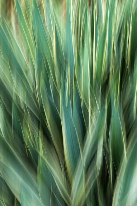 Agave Abstract Poster Print - Kathy Mahan
