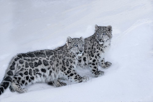 USA- Montana. Captive snow leopards in winter. Poster Print - Gallery Jaynes