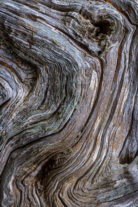 Gnarled Driftwood II Poster Print - Kathy Mahan