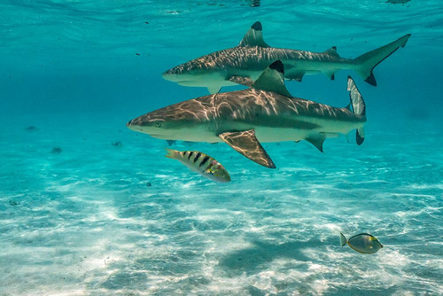 French Polynesia- Moorea. Black-tipped reef sharks. Poster Print - Gallery Jaynes