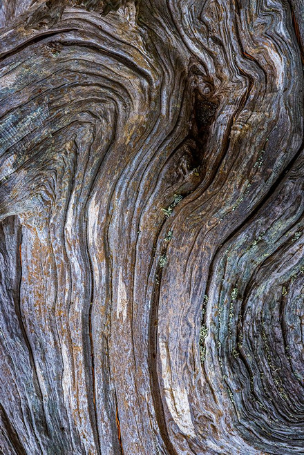 Gnarled Driftwood I Poster Print - Kathy Mahan