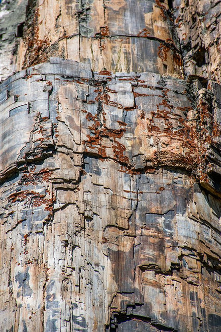 Petrified tree-Yellowstone National Park-Wyoming-USA Poster Print - Roddy Scheer