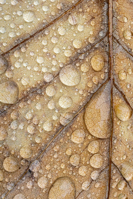 Magnoia Leaf And Rain I Poster Print - Kathy Mahan