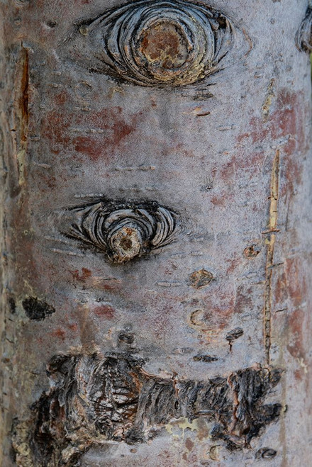 Bark detail-Yellowstone National Park-Wyoming-USA Poster Print - Roddy Scheer