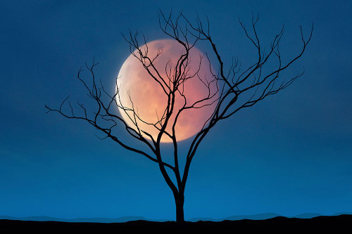 Celestial Affair II Poster Print - Lee Sie