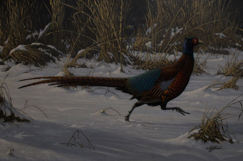 Strauch Pheasant Poster Print - Wilhelm Goebel