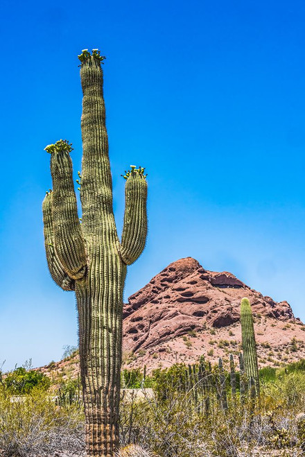 Saguaro cactus blooming- Brown Mountain- Desert Botanical Garden- Phoenix- Arizona. Poster Print - William Perry Saguaro cactus blooming- Brown Mountain- Desert Botanical Garden- Phoenix- Arizona. Poster Print - William Perry