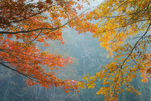 Oak Trees in Fall II Poster Print - Kathy Mahan