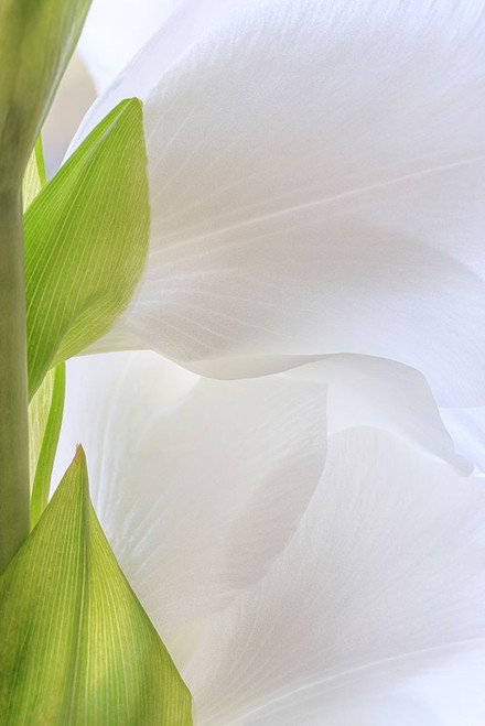 Gladiola Blossom II Poster Print - Kathy Mahan