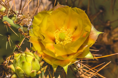 Prickly pear cactus blooming- Desert Botanical Garden- Phoenix- Arizona. Poster Print - William Perry