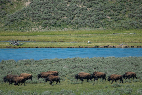 American bison at Lamar River-Lamar Valley-Yellowstone National Park-Wyoming-USA Poster Print - Roddy Scheer