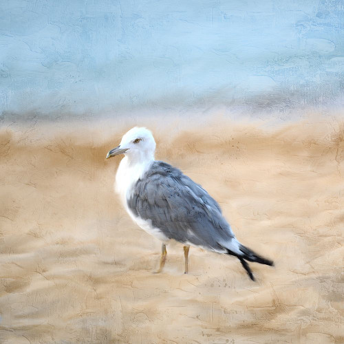 Seagull Poster Print - Kimberly Allen