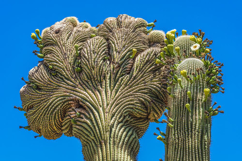 Crested Saguaro blooming- Desert Botanical Garden- Phoenix- Arizona. Poster Print - William Perry