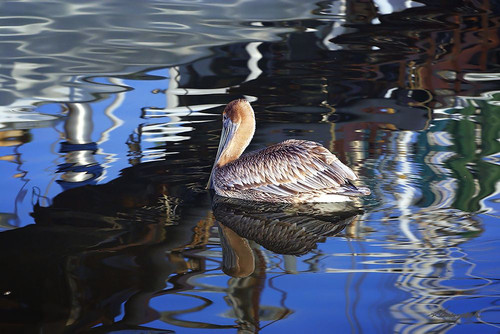 Reflections And a Pelican Poster Print - Alan Hausenflock