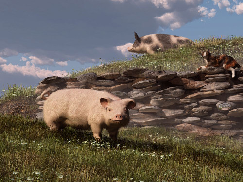 Free Range Pigs Poster Print - Daniel Eskridge