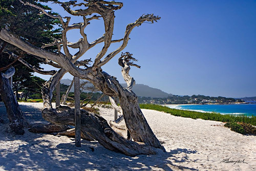 Carmel Beach Poster Print - Alan Hausenflock