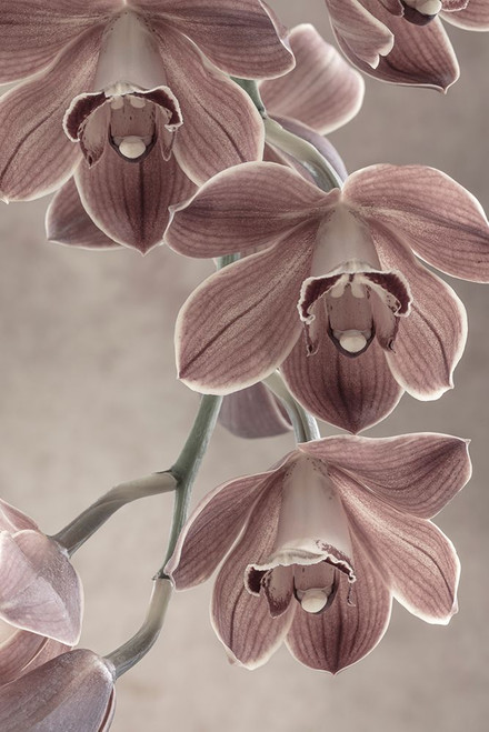 Cymbidium Orchid I Poster Print - Kathy Mahan