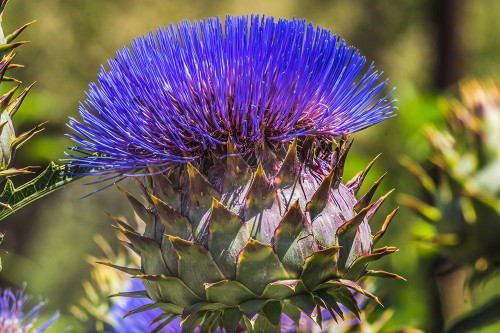 Artichoke thistle blooming- Desert Botanical Garden- Phoenix- Arizona. Poster Print - William Perry Artichoke thistle blooming- Desert Botanical Garden- Phoenix- Arizona. Poster Print - William Perry