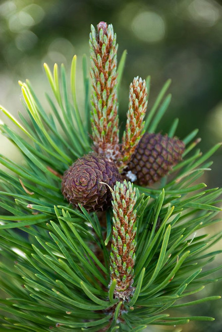 Lodgepole pine cones and catkins-Two Ribbons Trail-Yellowstone National Park-Wyoming-USA Poster Print - Roddy Scheer