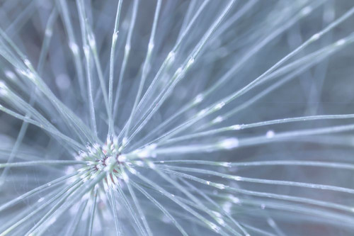 Horsetail I Poster Print - Kathy Mahan